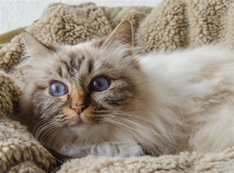 What Colors Can Birman Cats Be? | Litter-Robot