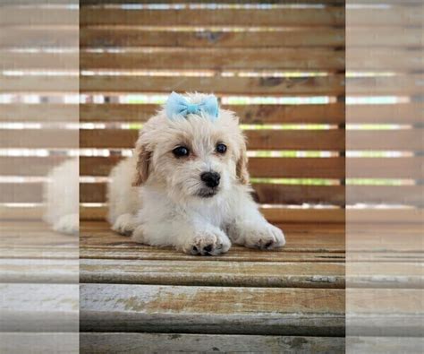 View Ad: Cavachon-Poodle (Miniature) Mix Puppy for Sale near Kentucky ...