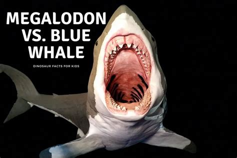 Megalodon Vs. Blue Whale - Dinosaur Facts For Kids