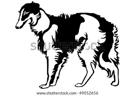 Borzoi Dog The Silhouette On A White Background, Is Isolated Stock ...