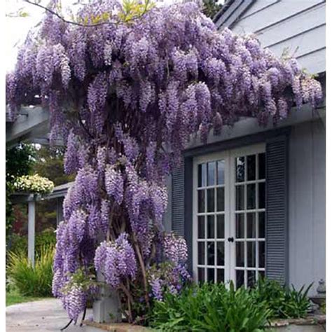 Prolific Blue Chinese Wisteria - Plants4Home