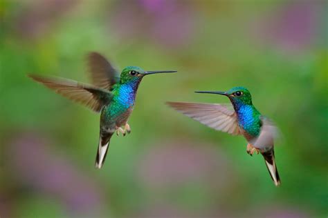 How Fast Do Hummingbirds Fly? Plus Some Unique Facts!