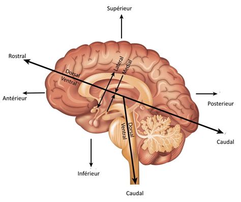 Cerveau : anatomie et divisons - Neuromedia