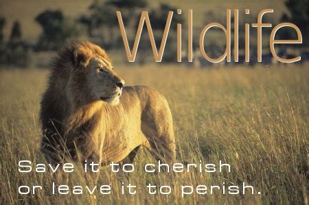 Quotes about Wildlife protection (22 quotes)