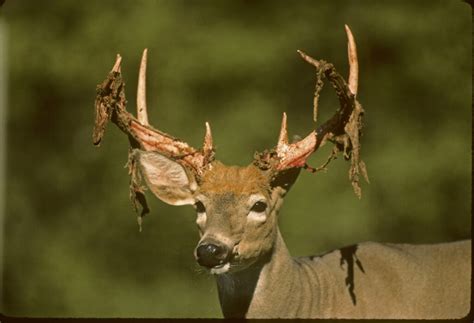 White-tailed Deer Anatomy – Wildlife Leadership Academy