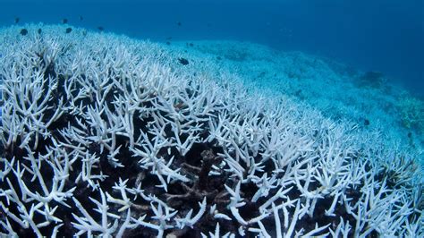 Only Two Percent of the Great Barrier Reef Has Escaped Coral Bleaching ...