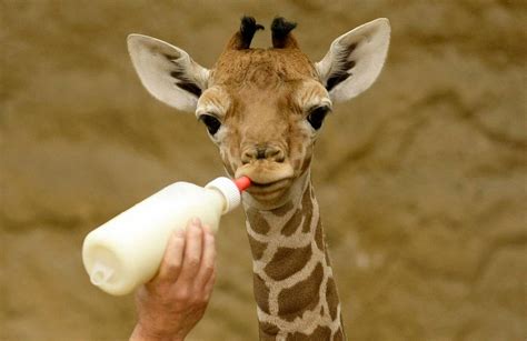 Amazing Animals Pictures: Lovely, tender and cute: The Baby Giraffe ...