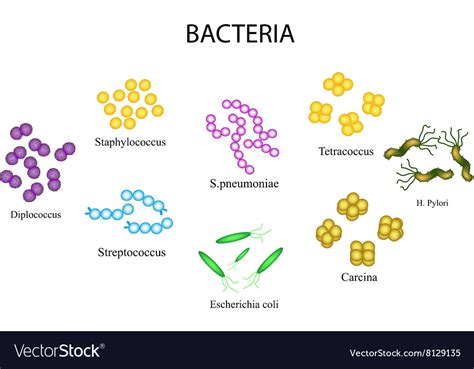 Set of bacteria staphylococcus streptococcus Vector Image