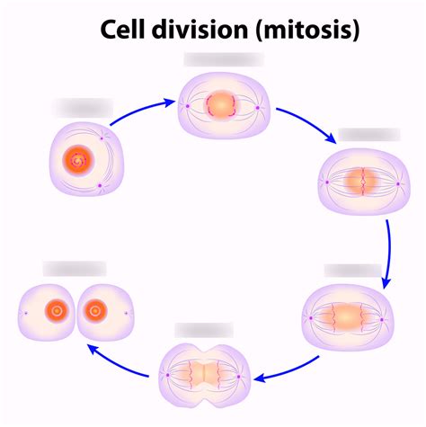 Stages Of Mitosis With Labels