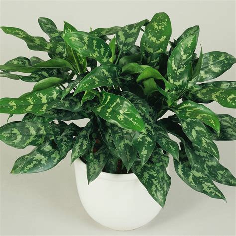 12 Best Low-Light Houseplants for Darker Spaces | Stueplanter