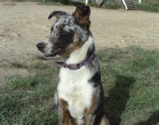 Koolie Dog Info, History, Temperament, Training, Puppy, Picture