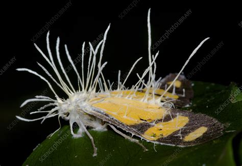 Ant infected by an Entomopathogenic Fungus - Stock Image - C050/4116 ...