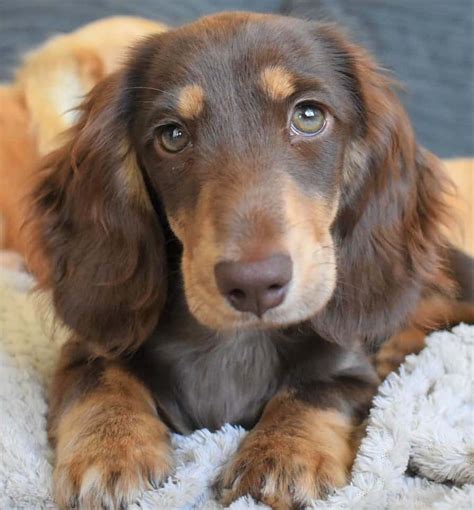 Long-Haired Miniature Dachshund: The Ultimate Purebred Icon