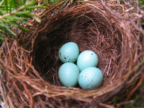 Chipping Sparrow Nest a & Eggs - focus eggs - a photo on Flickriver