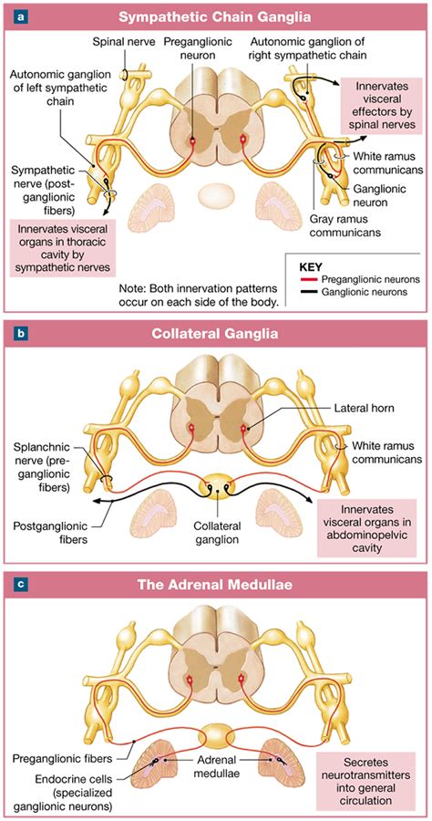 16.2: The sympathetic division has short preganglionic fibers and long ...