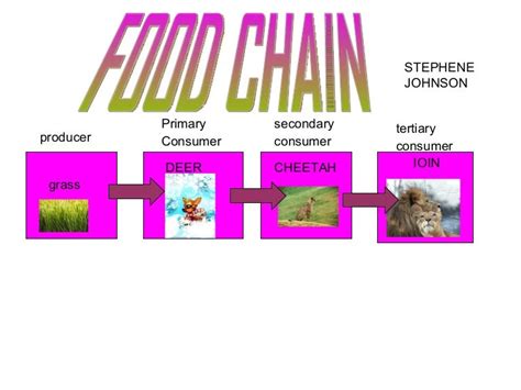 Edwards Food Chain