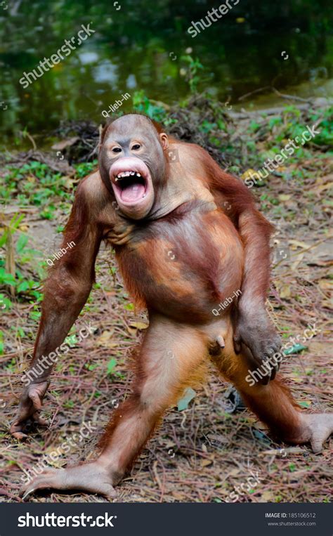 Funny Orangutan Smile Monkey Stay Posing Stock Photo 185106512 ...