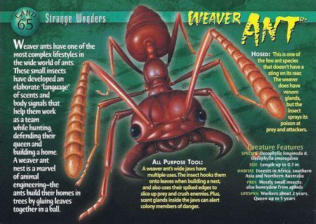 Weaver Ant | Ants, Wild creatures, Ant species