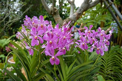 Singapore Orchid Garden: a virtual visit | Travel Breathe Repeat