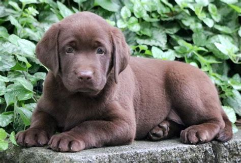 Chocolate Labrador Retriever Puppies For Sale | Puppy Adoption ...