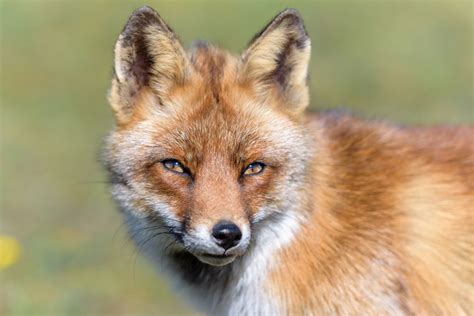 12 fantastic facts about foxes - Cottage Life