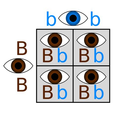 Punnett Square Examples