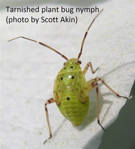 plantbugs-cotton (7) - UT Crops Pest Guides