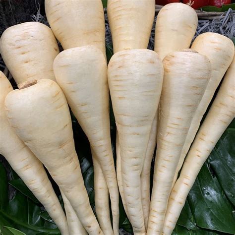 PARSNIPS : Forestway Fresh