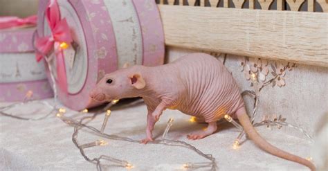 Hairless Rats: What You Need To Know - AZ Animals