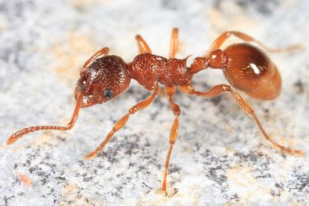 Myrmica rubra (Руда мирміка) утримання та догляд