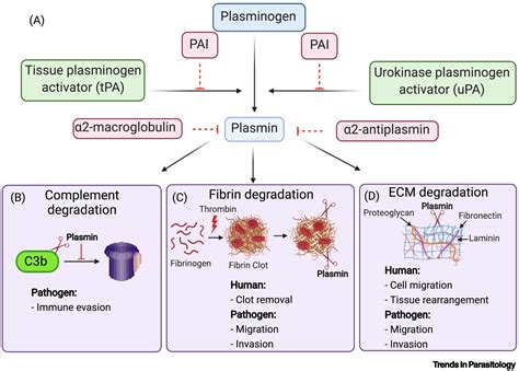 Beyond cuts and scrapes: plasmin in malaria and other vector-borne ...