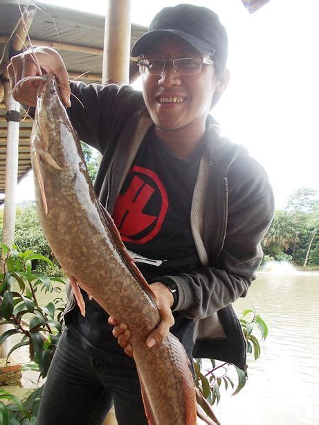 Asyiknya Mancing Ikan Lele (Catfish) - Pemancing Punya Cerita