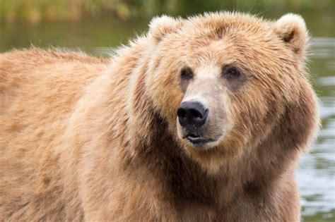 Kodiak Brown Bear Free Stock Photo - Public Domain Pictures