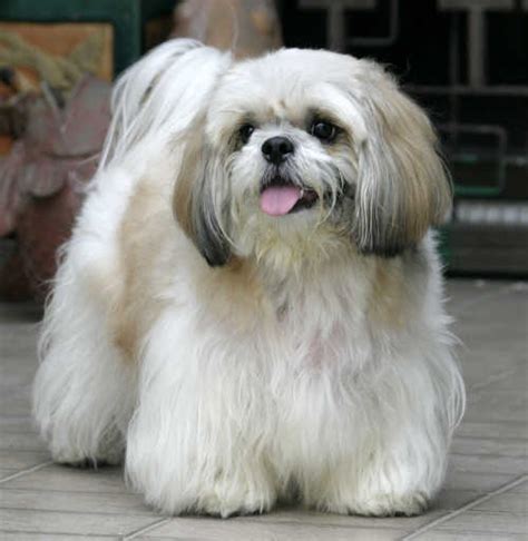 Breeds Dog: Breeds Shih Tzu Dog