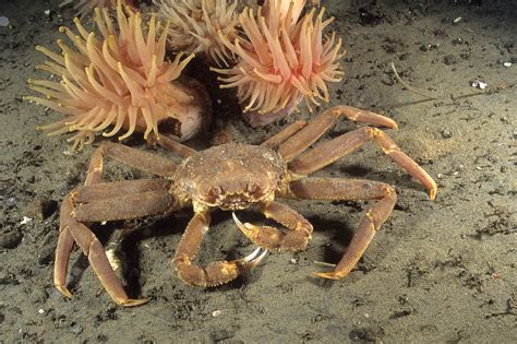 MétéoMédia - Des milliards de crabes des neiges manquent à l’appel en ...