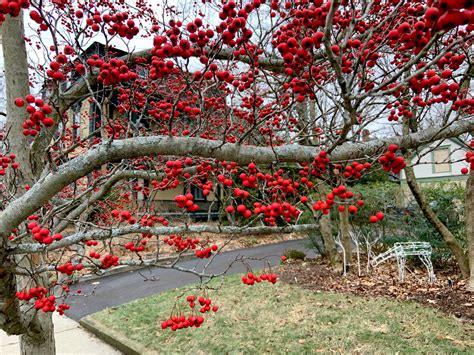 Tree Of The Week — Hawthorn - Providence Daily Dose