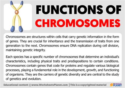 Functions of Chromosomes