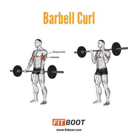 Barbell Curl: How To, Common Mistakes, Benefits, & Variations