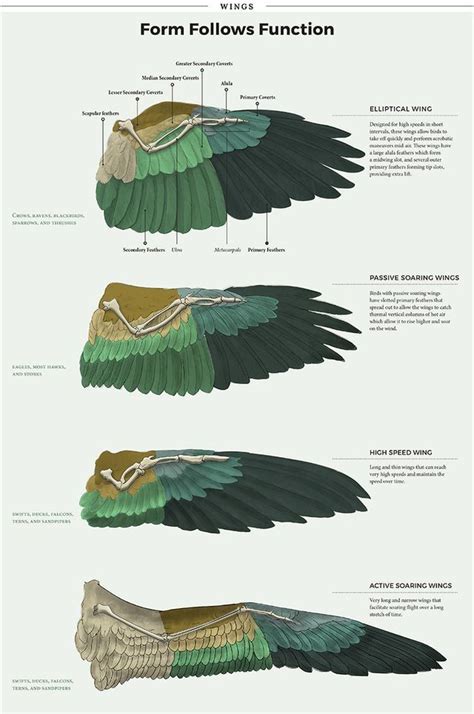 Pin by Ethan Hebert on Cool poses | Wings art, Wings drawing, Bird wings