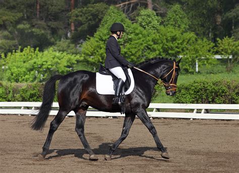 The Hanoverian Horse Breed | Horsemart