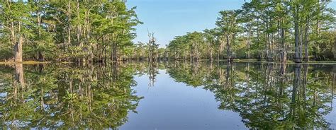 Atchafalaya Swamp - Saving Wilderness | The Heart of Louisiana