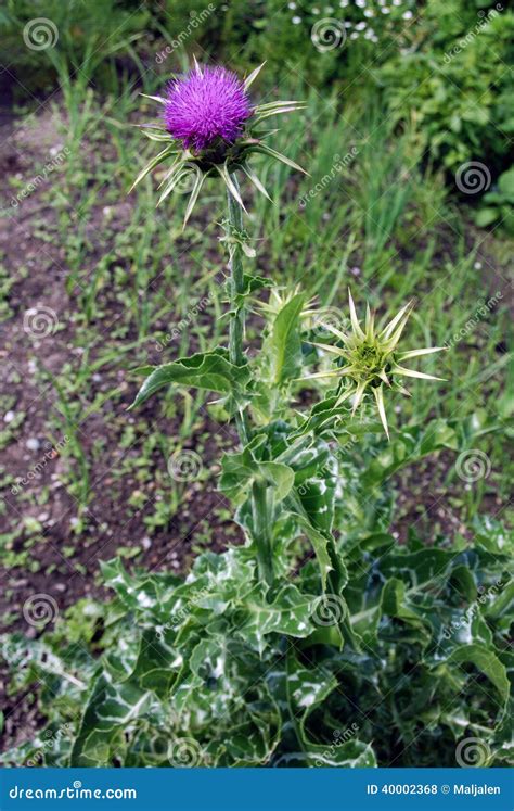 Milk thistle flower stock photo. Image of plant, leaves - 40002368