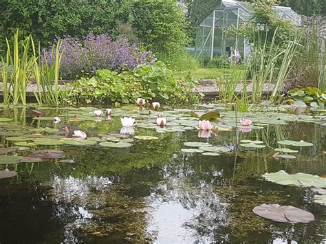 A place for everything - Creating a planting plan for your pond