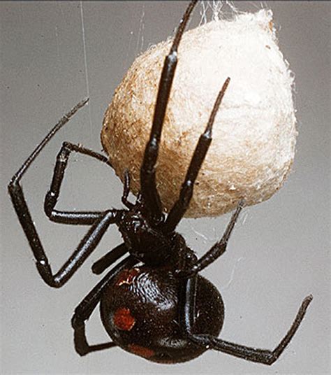 Black WIdow Spider - Reproductive Systems of Phyla