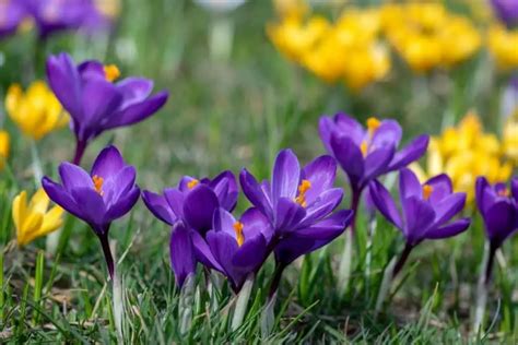 Incredible Crocus Flower Meaning and Symbolism of Each Color - Store