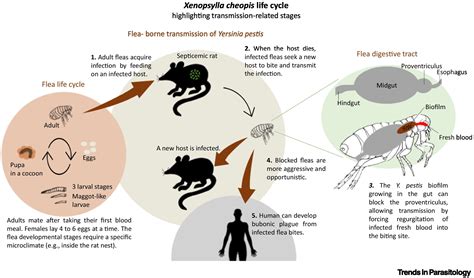 The Black Death Rats And Fleas