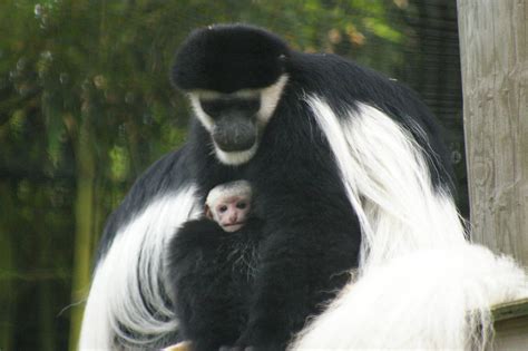 Zoo blessed with birth of two colobus monkeys - The Boston Globe