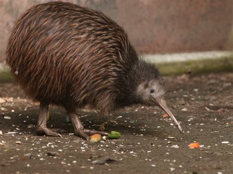 New Zealand's Kiwi Bird is in Danger of Disappearing | Reader's Digest