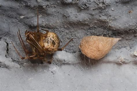 Spider Egg Sac: 10 Facts You Should Know (& Identification Chart)