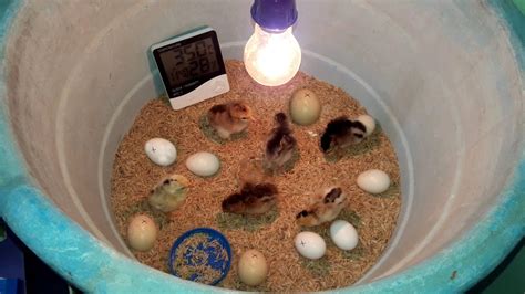 Chicken Coop Build: Pictures Of Chicken Eggs In An Incubator